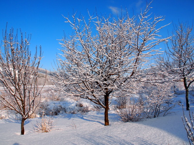 [A leafless tree with lots of small branches has a noticeable build-up of snow on every dark branch. It's like someone put icing on all the skyward portions of the tree.]